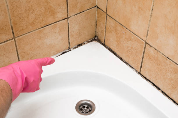 Professional Mold Removal in Angier, NC